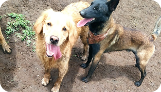 Perros felices en su guardería