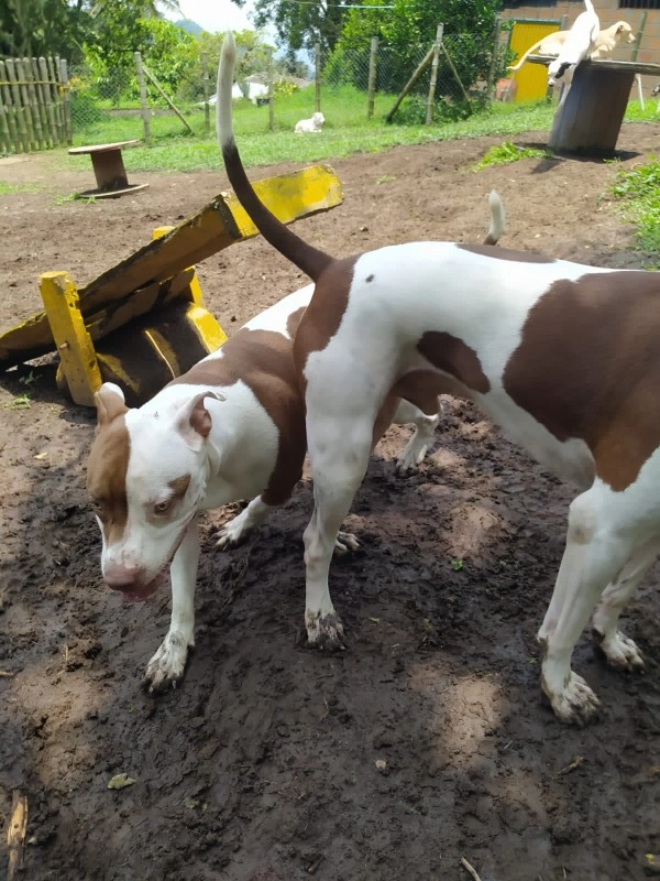 Guarderia Family Pet