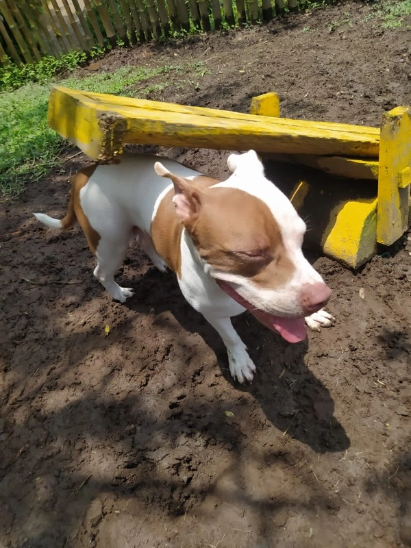 Guarderia Family Pet