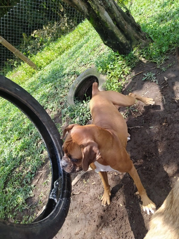 Guarderia Family Pet