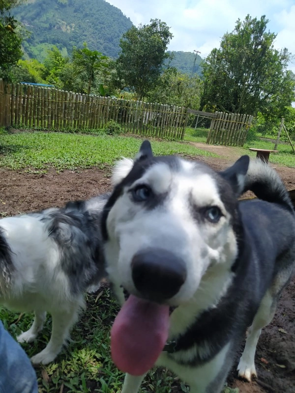 Guarderia Family Pet