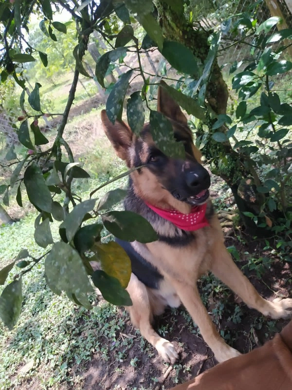 Guarderia Family Pet