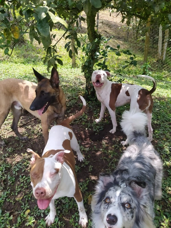 Guarderia Family Pet