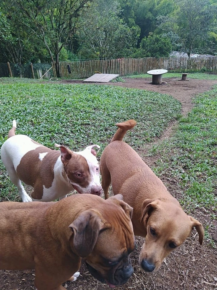 Guarderia Family Pet